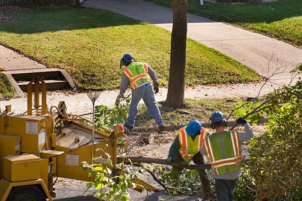 Best Commercial Tree Services  in Battlement Mesa, CO
