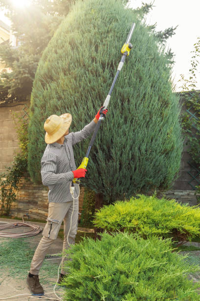 Best Tree and Shrub Care  in Battlement Mesa, CO